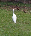 35 Cattle Egret